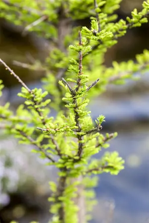 Taxodium distichum 'Pev? Minaret' - 80-90 CM C15 - image 4