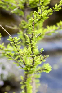 Taxodium distichum 'Pev? Minaret' - 80-90 CM C15 - image 4