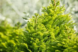 Taxodium distichum 'Pev? Minaret' - 80-90 CM C15 - image 5