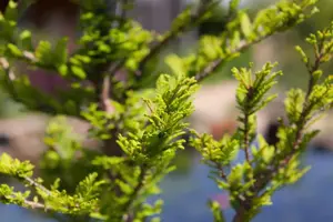 Taxodium distichum 'Pev? Minaret'
