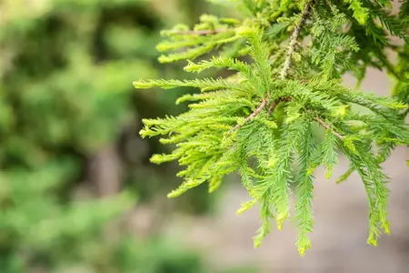 Taxodium distichum 'Secrest' - 60 CM STEM C15 - image 2