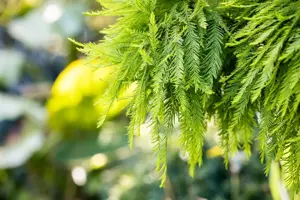 Taxodium distichum 'Secrest' - 60 CM STEM C15 - image 3