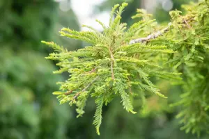 Taxodium distichum 'Secrest'