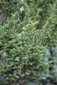 Taxus b. 'Amersfoort' - 40-50 CM C12 - image 2