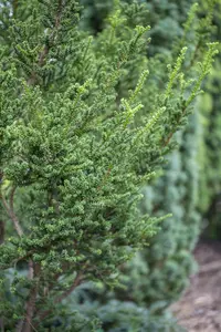 Taxus b. 'Amersfoort' - 40-50 CM C12 - image 3
