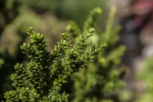 Taxus b. 'Amersfoort' - 40-50 CM C12 - image 1