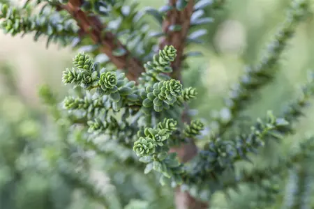 Taxus b. 'Amersfoort' - 40-50 CM C12 - image 4