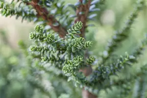 Taxus b. 'Amersfoort' - 40-50 CM C12 - image 4