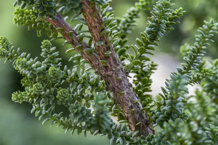 Taxus b. 'Amersfoort' - 40-50 CM C12 - image 5