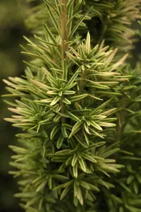 Taxus b. 'David' - 50-60 CM RB - image 4
