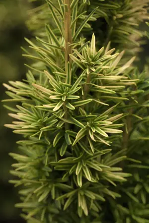 Taxus b. 'David' - 60-70 CM RB - image 4