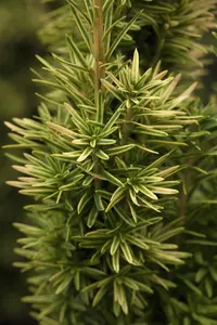Taxus b. 'David' - 150-175 CM C50 - image 5