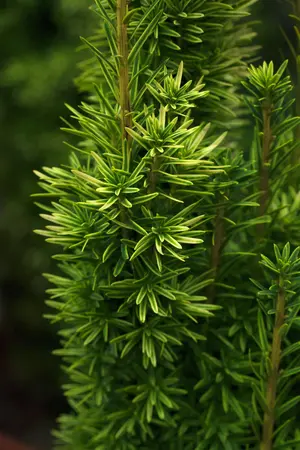 Taxus b. 'David' - 60-70 CM C10 - image 3