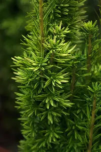 Taxus b. 'David' - SOLITAIR 200-225 CM RB - image 3