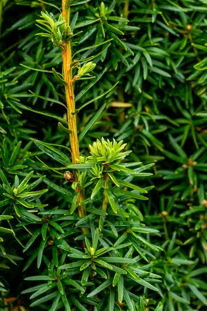 Taxus b. 'David' - SOLITAIR 200-225 CM RB - image 5