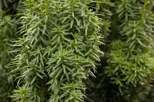 Taxus b. 'David' - 80-90 CM C15 - image 5