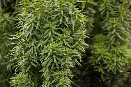 Taxus b. 'David' - 100-125 CM C12 - image 5