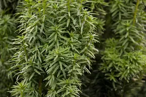 Taxus b. 'David' - 100-125 CM C12 - image 5