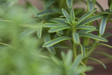 Taxus b. 'David' - 150-175 CM C50 - image 4