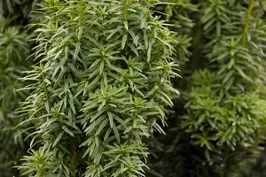 Taxus b. 'David' - 60-70 CM C10 - image 2