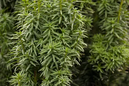 Taxus b. 'David' - SOLITAIR 200-225 CM RB - image 2