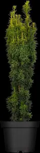 Taxus b. 'David' - 30-40 CM C4 - image 3