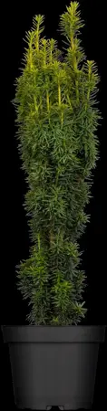 Taxus b. 'David' - 60-70 CM RB - image 3
