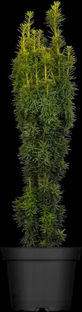 Taxus b. 'David' - 100-125 CM C12 - image 3