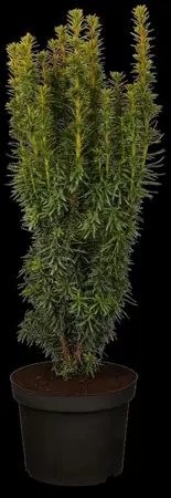 Taxus b. 'David' - 1.5 Ltr pot - image 1