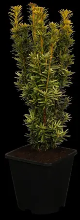 Taxus b. 'David' - 50-60 CM RB - image 2
