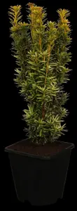 Taxus b. 'David' - 50-60 CM RB - image 2