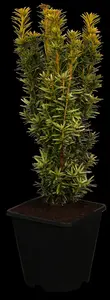 Taxus b. 'David' - 100-125 CM C12 - image 2