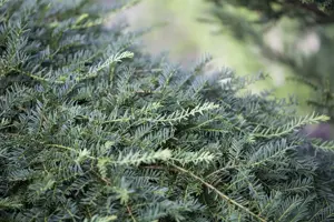 Taxus b. 'Dovastoniana'