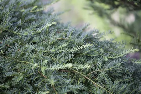 Taxus b. 'Dovastoniana' - BONSAI 125-150 CM C130