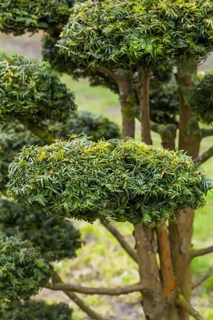 Taxus b. 'Dovastonii Aurea' - 50-60 CM C7.5 - image 4