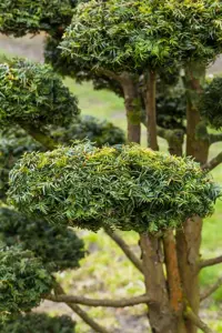 Taxus b. 'Dovastonii Aurea' - 50-60 CM C7.5 - image 4