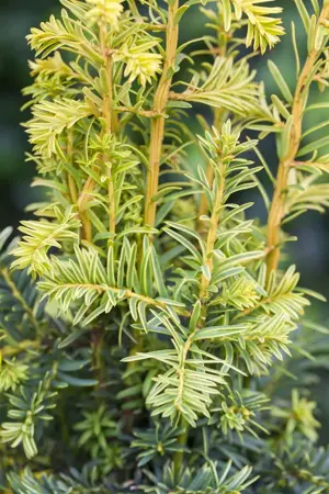 Taxus b. 'Dovastonii Aurea' - P9 - image 1