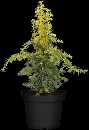 Taxus b. 'Dovastonii Aurea' - 50-60 CM C7.5 - image 2