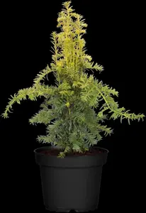 Taxus b. 'Dovastonii Aurea' - 50-60 CM C7.5 - image 2