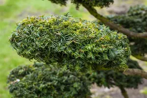 Taxus b. 'Dovastonii Aurea' - 50-60 CM C7.5 - image 3
