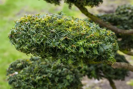 Taxus b. 'Dovastonii Aurea' - P9 - image 3