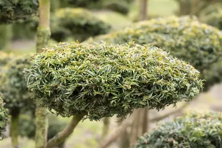 Taxus b. 'Dovastonii Aurea' - P9 - image 5