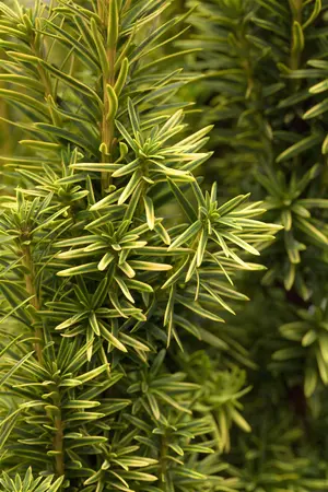 TAXUS b FAST AUREA 3L - image 4