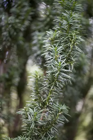 Taxus b. 'Fastigiata' - P9 - image 3