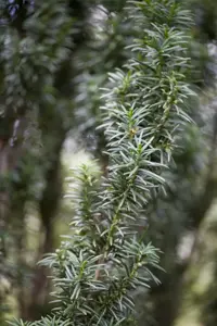 Taxus b. 'Fastigiata' - 60-70 CM RB - image 3