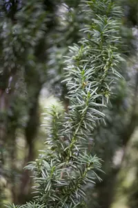 Taxus b. 'Fastigiata' - 40-50 CM C3 - image 3