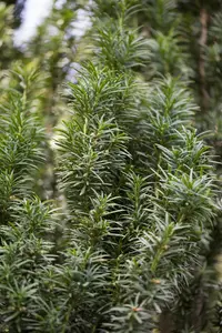 Taxus b. 'Fastigiata' - 50-60 CM C5 - image 5