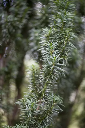 Taxus b. 'Fastigiata' - 80-90 CM C15 - image 2
