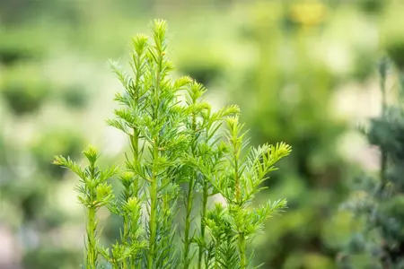 Taxus b. 'Fastigiata' - 50-60 CM RB - image 5