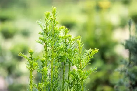 Taxus b. 'Fastigiata' - 225-250 CM C90 - image 3